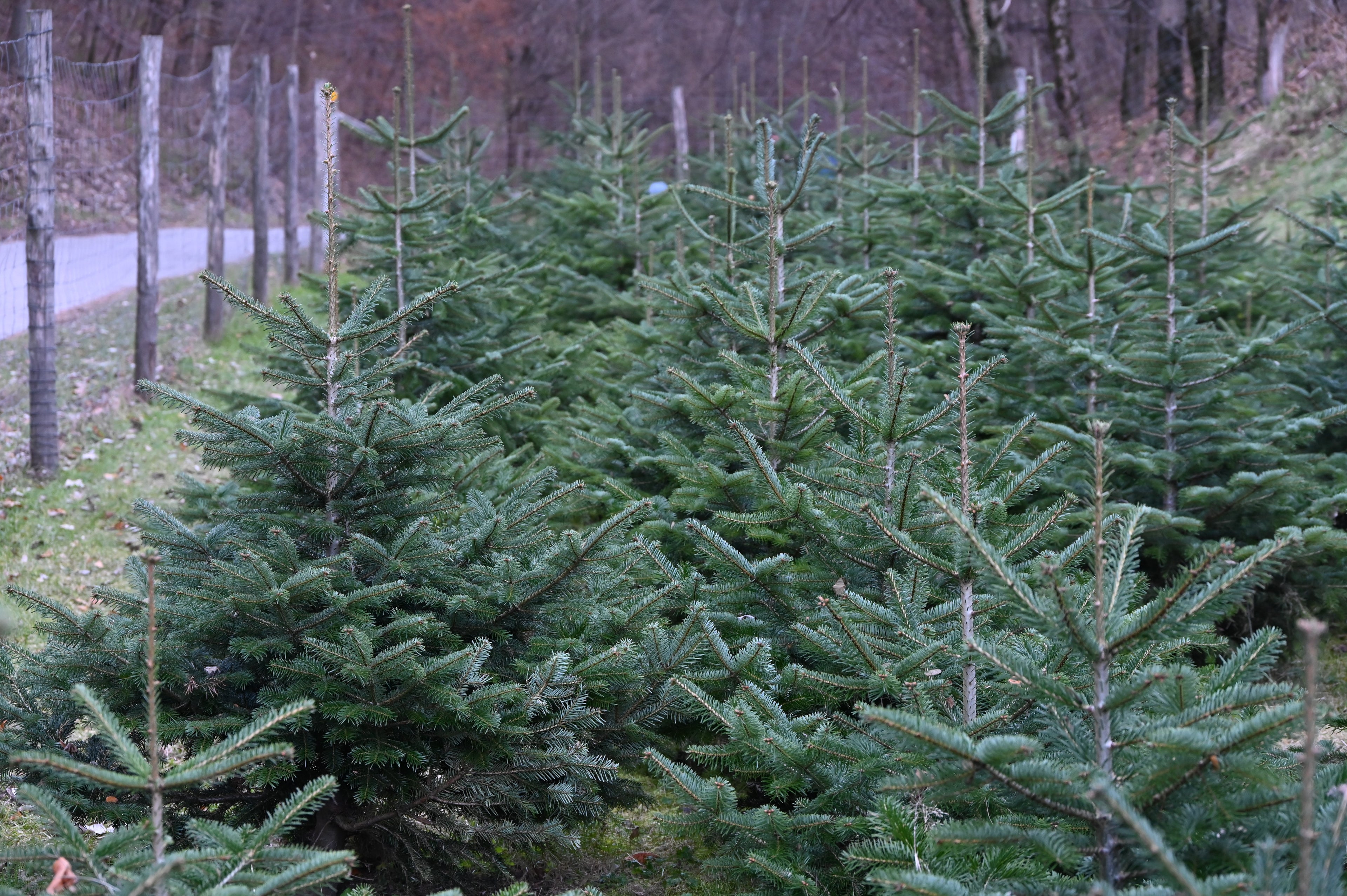 Abete normandiano da 150cm fino a 180cm